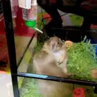 للبيع زوج سنجاب الحقول النادر