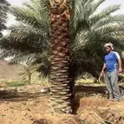 مطلوب نخل من مترين الا خمسه متر