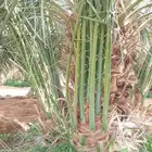 نخل للبيع مثمر القصيم رياض الخبراء بريده عنيزه الرس نخيل