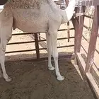 قعود قصب