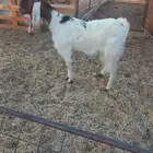 للبيع عنز ثنيه
