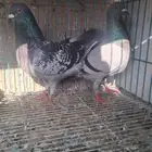 زاجل