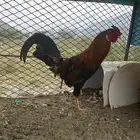 دجاج بلدي