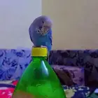 طير مفقود بادجي انجليزي اليوم قبل المغرب حي القبلتين