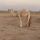 بكره حايل توها تدخل رباع مناسبه للزواجات ماقدت ولدت .