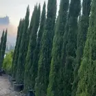 زراعه وتنسيق