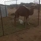 قعود لباني على الحليب والبرسيم باقي يرضع امه عمره 4 شهور