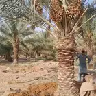 نخيل نقايل  اخلاص  هلالي برحي شيشي  مجدول نبوت سيف صقعي