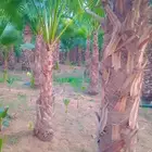 نخيل واشنطني أمريكي زينه