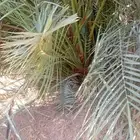 نخل مثمر للبيع توصيل الا جميع المناطق