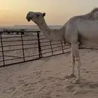 للبيع ناقه اعاشره