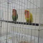 جوز روز منتج