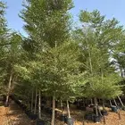 اشجار ترمناليا جميع المقاسات