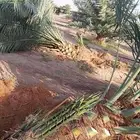 نخل عربي مثمر للبيع