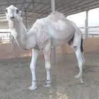 تبي لحم تبي فحل العمر 6 سنوات