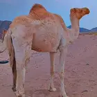 نقه ذلول عليه اول