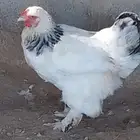 ديك براهما كلومبي للبيع