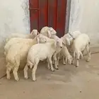 ضان حري فاخرة ذكران