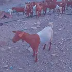 البيع غنم
