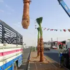 نخل واشنطني زينه للبيع