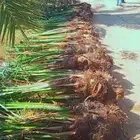 سلام عليكم زبيناالكرام يوجد لدينا نخل طيب