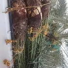 يوجد لدينا جميع انواع النخيل المثمرة وزينه