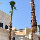 نخيل واشنطني ابو مروحه رغم واحد