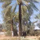 نقوم بتكريب النخيل وتنضيف وجراد وقلع وغرس وتحويض التواصل ( ر