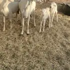 ضان صمع متابيع