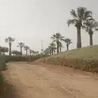 لجميع أعمال النخيل والواشنطن