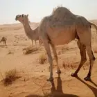 لقحات للبيع