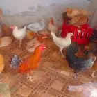 للبيع دجاج بلدي. العدد...21