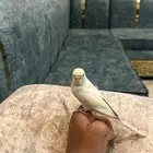 عصفور بادجي للبيع
