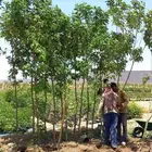 تنسيق المنزل جميع تخصصات الزراعه