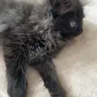 قط ماين كون للبيع