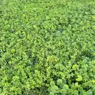 برسيم للبيع