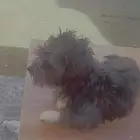 كلب مالتيز جميل ولعوب جدا واجتماعي لبيع بسعر رمزي جدا