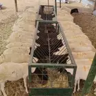 برابر جذعان نقاوة للبيع جملة و تفريد