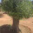 شجر زيتون اعمار كبيره