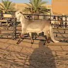 طلي ساكني درماني