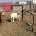 جذع حري للبيع