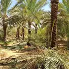 سلام عليكم كل مايلزم شغل نخيل تكريب تحويض قس اسيف اليابس