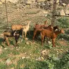 تيوس دهم كله ذكور(تم البيع)