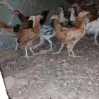 صيصان بلدي و فيومي