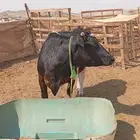 بقره هولنديه