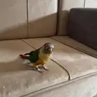 كنيور يلو سايد للبيع