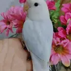 ببغاء الروز أليف لعوب مغرد