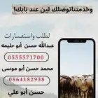 اضاحي