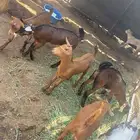 تيوس اعمارها من شهرين وفوق