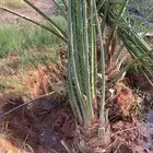 يوجد لدينا جميع انواع النخيل المثمره وجميع المقاسات